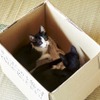 映画「猫なんかよんでもこない。」 箱の中の猫の可愛いオフショット・画像
