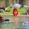 「アングリーバード」本編映像を先行公開 3匹の鳥たちがお笑いトリオのような掛け合いを披露・画像