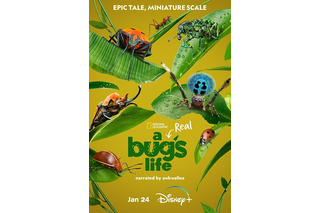 ディズニー&ピクサー「バグズ・ライフ」小さな虫たちの大冒険がリアルに！ 「Disney+」独占配信ドキュメンタリーの予告編が初公開 画像