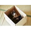 映画「猫なんかよんでもこない。」 箱の中の猫の可愛いオフショット 画像