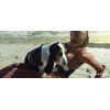 映画「ガルム・ウォーズ」Twitterでドッグショーを開催　愛犬との写真をツイート 画像