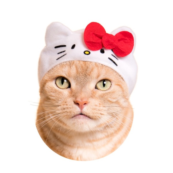 サンリオキャラが猫と合体!? 「ねこのかぶりもの」コラボが、キュート 