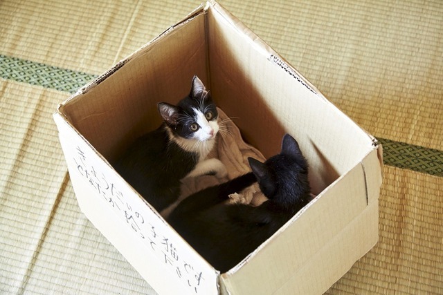 映画 猫なんかよんでもこない 箱の中の猫の可愛いオフショット アニメ アニメ