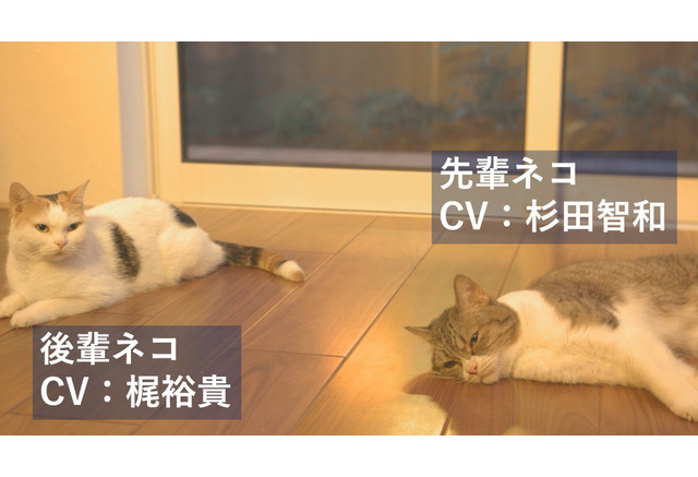 杉田智和と梶裕貴が先輩 後輩猫の アテネコ動画 で共演 ウェブcm3編が公開 アニメ アニメ
