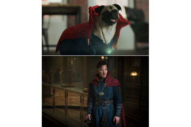 アベンジャーズが犬に!?  「ドクター・ストレンジ」 スペシャル映像公開 画像