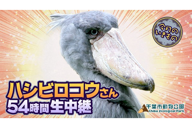 「けものフレンズ」動かない鳥“ハシビロコウ”を54時間観察生中継、声優陣による飼育体験も 画像