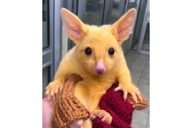 「ポケモン」リアル“ピカチュウ”誕生!? 突然変異で生まれた黄金色のフクロギツネ、海外SNSで話題 画像