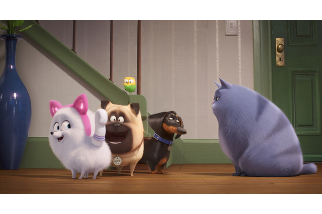 「ペット2」沢城みゆき、“猫耳ギジェット”に「ノックアウトされています」最新映像公開 画像