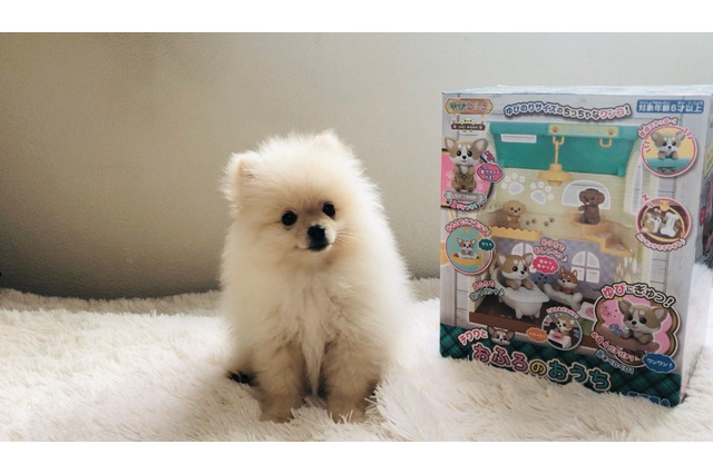 【ゆびわんこ発売記念：犬編】前代未聞？ アニメ情報一切なしのかわいい犬画像《アニメ！アニメ！編集部VS犬対決企画》 画像