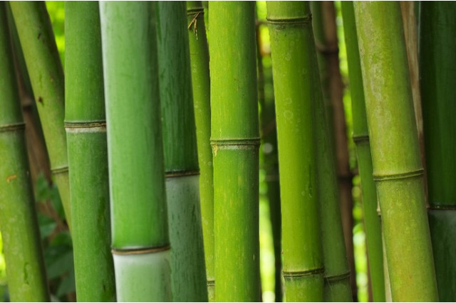 「鬼滅の刃」禰豆子の咥えている“竹”を徹底調査！科学的検証から見えてきた真実とは？ 画像