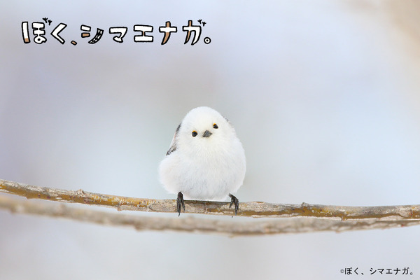 『ぼく、シマエナガ。』