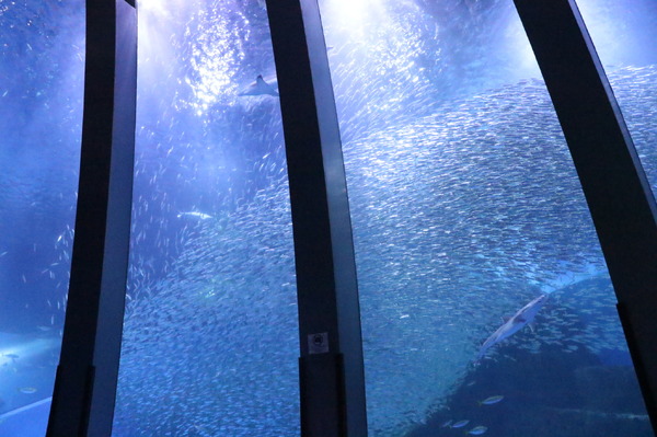 夏はシーパラでわくわくがいっぱい！！TVアニメ『SPY×FAMILY』夏休みイベントin横浜・八景島シーパラダイス