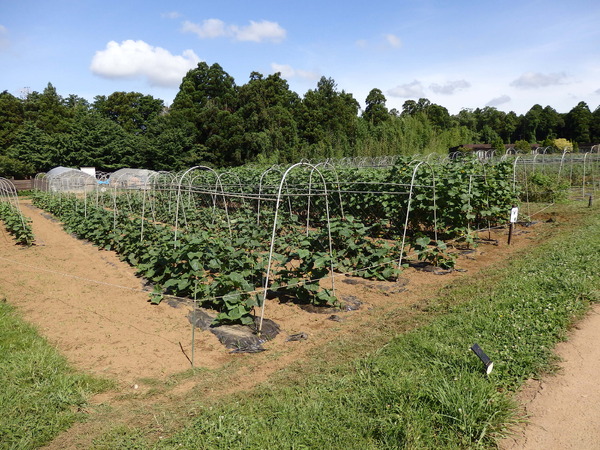 農園リゾート THE FARM