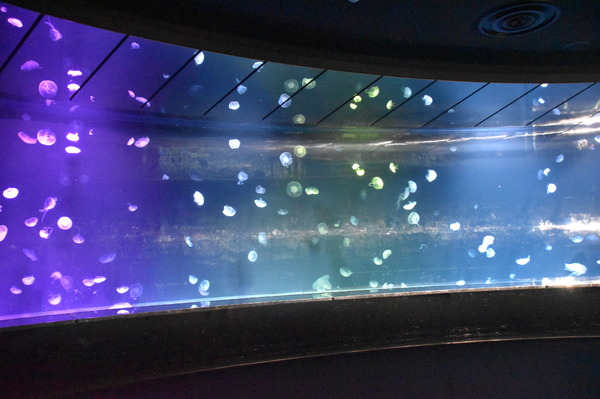 夜間限定営業 サンシャイン水族館×超かぐや姫！ ツクヨミアクアリウム