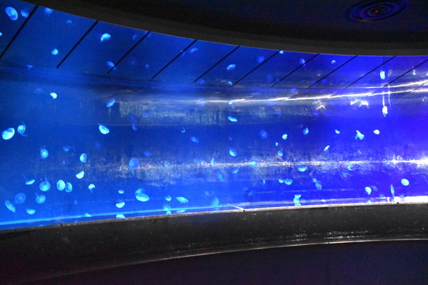 夜間限定営業 サンシャイン水族館×超かぐや姫！ ツクヨミアクアリウム