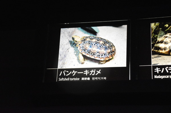 夜間限定営業 サンシャイン水族館×超かぐや姫！ ツクヨミアクアリウム