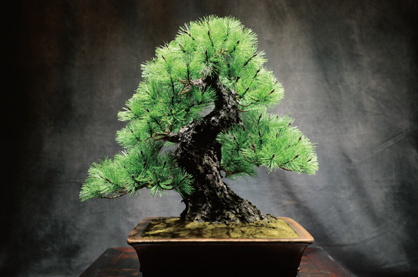 JUME BONSAI 匠景 –SHOKEI–『玄千歳』 JAL EXCLUSIVE【価格】 税込1,500,000円