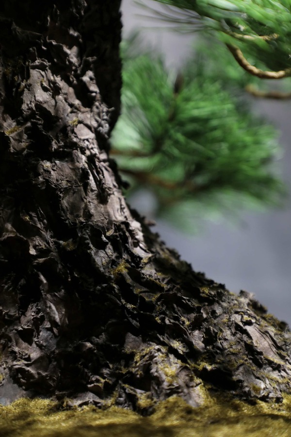 JUME BONSAI 匠景 –SHOKEI–『玄千歳』 JAL EXCLUSIVE【価格】 税込1,500,000円