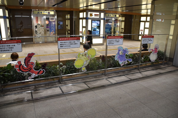 あ！　野生の　オドリドリが　飛びだしてきた！