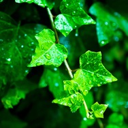 梅雨にふさわしい、「雨」が出てくる傑作アニメ5選 ～「言の葉の庭」から「ハルヒ」まで～