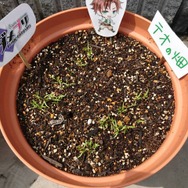 （c）DAME×PROJECT/NHN PlayArt Corp.