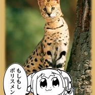 スリーブプロテクター（C)大川ぶくぶ／竹書房