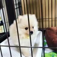 【ゆびわんこ発売記念：犬編】前代未聞？ アニメ情報一切なしのかわいい犬画像《アニメ！アニメ！編集部VS犬対決企画》