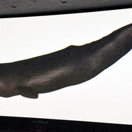 実物大のマッコウクジラを投影した、巨大スクリーン「TCX」／シネマコンプレックス「TOHOシネマズ 日本橋」記者会見