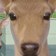 『しかのこのこのここしたんたん』第1話「ガール・ミーツ・シカ」先行場面カット（C）おしおしお・講談社／日野南高校シカ部