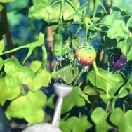 みやぎ生活協同組合『トマトになった男の子』