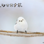 『ぼく、シマエナガ。』