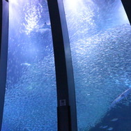 夏はシーパラでわくわくがいっぱい！！TVアニメ『SPY×FAMILY』夏休みイベントin横浜・八景島シーパラダイス