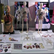人体解剖模型（童友社）。1月発売予定