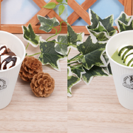 「THE★JOJO WORLD」IGGY CAFE冬季限定メニュー　ココア・抹茶ラテ
