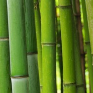 竹のイメージ画像