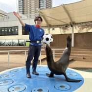 「名探偵コナン　風駆ける天空都市」サンシャイン水族館でイベント期間限定アシカパフォーマンスを実施