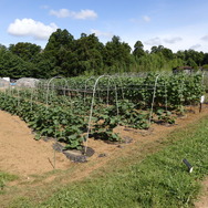 農園リゾート THE FARM