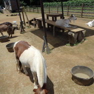 農園リゾート THE FARM