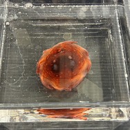 作品に登場する生き物を標本・生体で紹介！