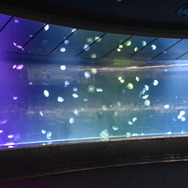 夜間限定営業 サンシャイン水族館×超かぐや姫！ ツクヨミアクアリウム