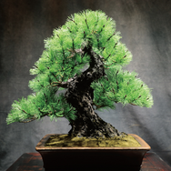 JUME BONSAI 匠景 –SHOKEI–『玄千歳』 JAL EXCLUSIVE【価格】 税込1,500,000円