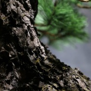 JUME BONSAI 匠景 –SHOKEI–『玄千歳』 JAL EXCLUSIVE【価格】 税込1,500,000円