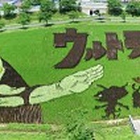 「田んぼアートニッポンプロジェクト」ウルトラマンが田んぼアートになって登場 画像