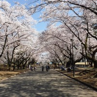 春には桜の名所として親しまれている（埼玉県営狭山稲荷山公園）