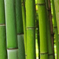 「鬼滅の刃」禰豆子の咥えている“竹”を徹底調査！科学的検証から見えてきた真実とは？ 画像