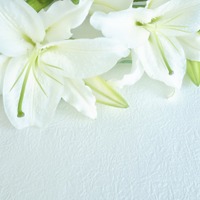 「名探偵コナン」毛利蘭役の声優・山崎和佳奈さんが逝去 原作者・青山剛昌が弔意伝える　蘭役後任は岡村明美さん