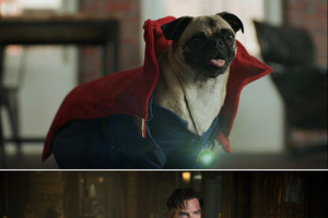 アベンジャーズが犬に!?  「ドクター・ストレンジ」 スペシャル映像公開 画像