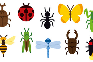 “虫キャラ”といえば？ アンケート〆切は5月29日 画像