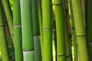 「鬼滅の刃」禰豆子の咥えている“竹”を徹底調査！科学的検証から見えてきた真実とは？ 画像